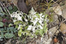 Cladonia ou Peltigera ?