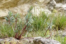 Euphorbia Characias