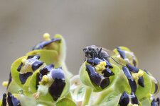 Petit diptère sur une Euphorbe Characias