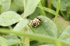 Harmonia axyridis - forme novemdecimsignata