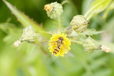 Epysyrphus balteatus - Syrphe ceinturé