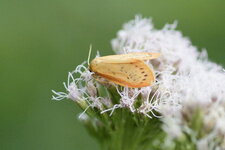 La Rosette