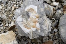 Fossile marin