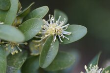 Fleur de buis