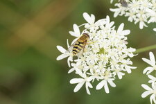 Syrphe du groseiller