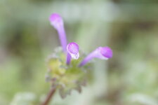 Lamier amplexicaule