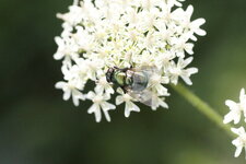Lucilia sp.