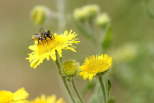 Petite abeille