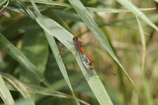 Coeur copulatoire de Sympetrum sanguineum