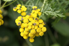  Nuée de papillons