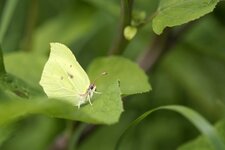 Le Citron