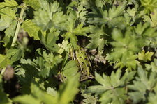 Grenouille verte sp.