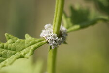 Fleurs de Chanvre d