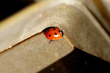 Coccinelle à 4 points ?