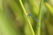 Agrion élégant