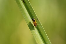 Tenthrède sp.
