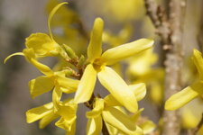 Fleur de Forsythia