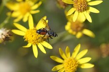 Eriothrix rufomaculatus - femelle