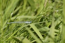 Pennipatte bleuâtre - Agrion à larges pattes