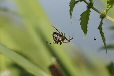 Epeire à dents de scie - sous réserve