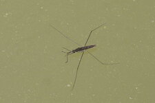 Gerris sp.