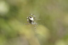 Araneus sp. ?
