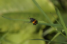 Nicrophorus vespiloides