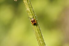 Eurydema dominulus - sous réserve