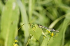 Agrion élégant femelle ténéral
