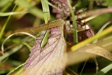 Conocephalus sp.