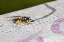 Poliste sp.