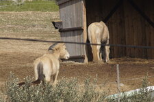 Chevaux