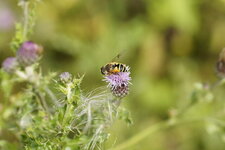 Eristalis jugorum