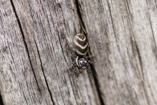 Saltique chevronné - Salticus scenicus