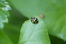Propylea 14-punctata