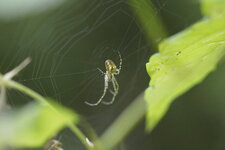 Mangora acalypha - sous réserve