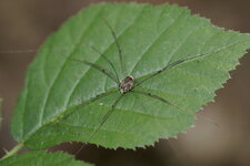 Phalangium opilio - sous réserve