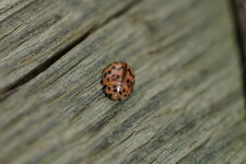 Oenopia conglobata