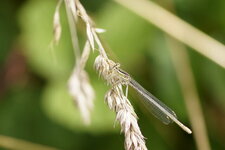 Pennipatte bleuâtre - Agrion à larges pattes - femelle