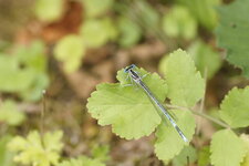 Pennipatte bleuâtre - Agrion à larges pattes - mâle