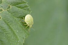 Punaise verte