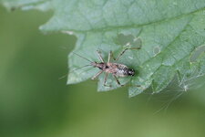 Nabis flavomarginatus - sous réserve