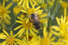 Eristalis tenax - sous réserve
