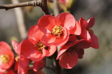 Fleurs de cognassier du Japon