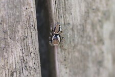 Evarcha falcata