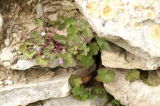 Géranium à feuilles rondes