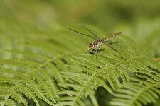 Sympétrum striolatum - femelle