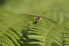 Sympetrum striolatum femelle