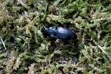 Pterostichus sp.