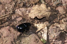 Géotrupe sp. ?